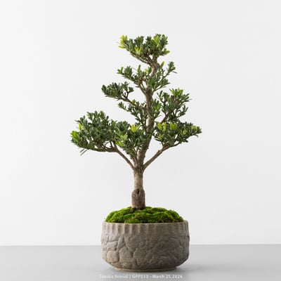 綠鑽羅漢松｜GPP5131