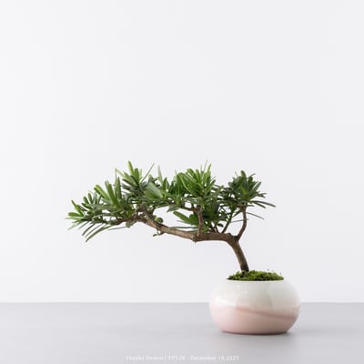 晶鑽羅漢松｜FP5288