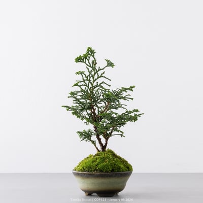 日本青檜｜COP5231