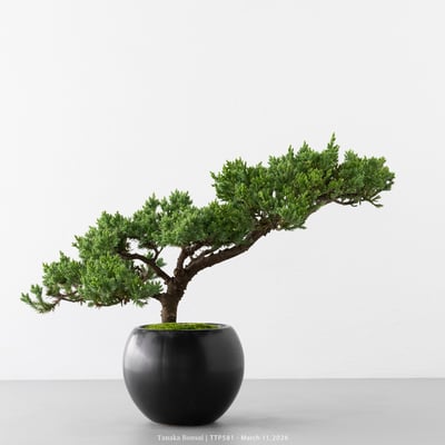 臺灣真柏｜TTP5815