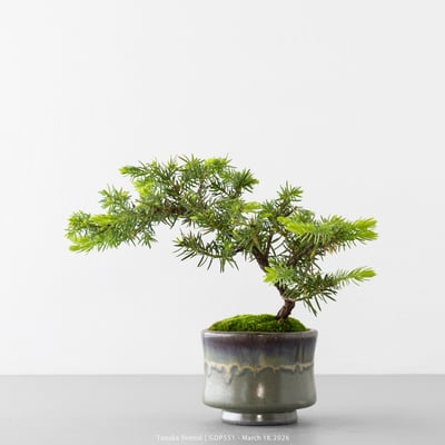 黃金杜松｜GDP5517