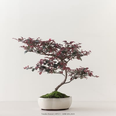 紅花繼木｜HP5115