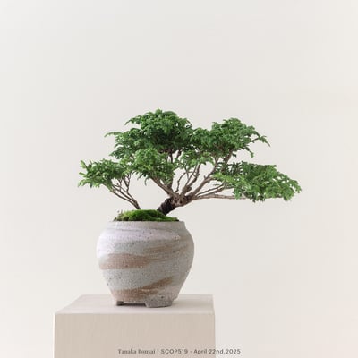 姬檜木｜SCOP5193