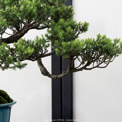 台灣真柏｜TTP5604