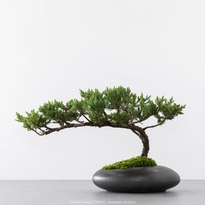 台灣真柏｜TTP5656