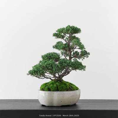 紀州真柏｜TPA5287