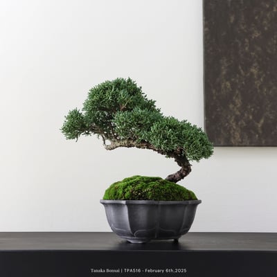 紀州真柏｜TPA5165