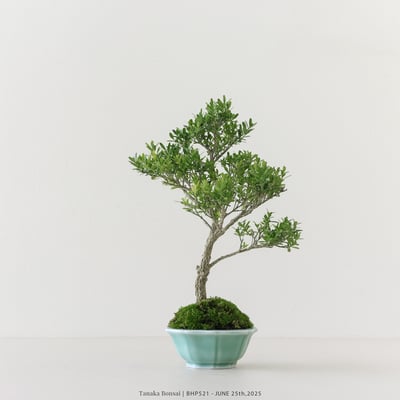 雀舌黃楊｜BHP5212