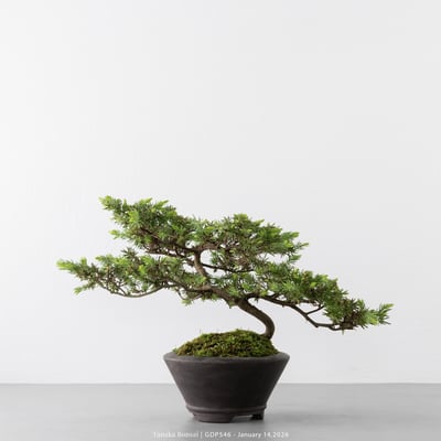 黃金杜松｜GDP5468