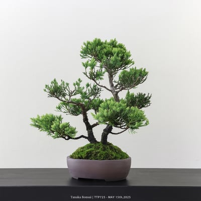 台灣真柏｜TTP7253