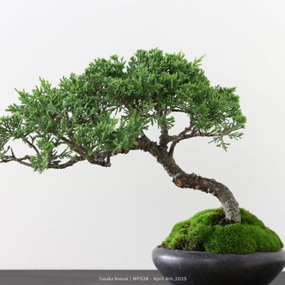 宮坂系魚川真柏｜MP5384