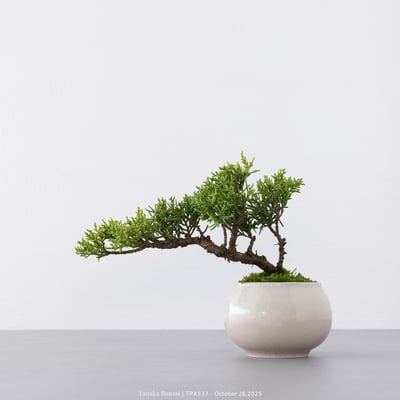 紀州真柏｜TPA5376