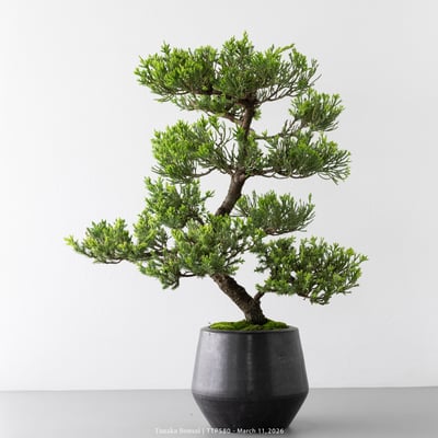 臺灣真柏｜TTP5806