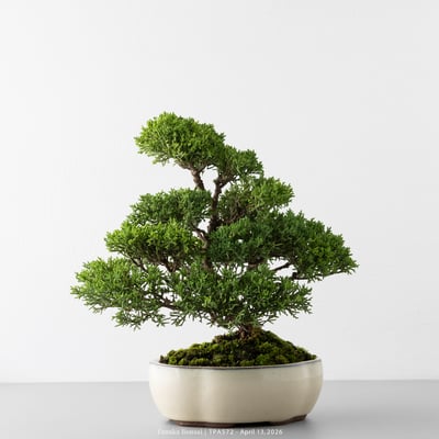 紀州真柏｜TPA5723