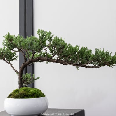 台灣真柏｜TTP5588