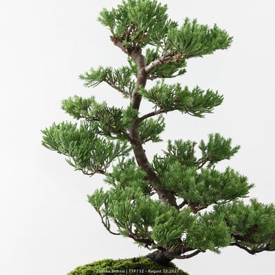 台灣真柏｜TTP7329