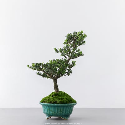 綠鑽羅漢松｜GPP5088