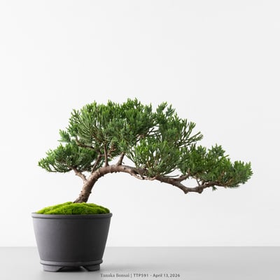 臺灣真柏｜TTP5915