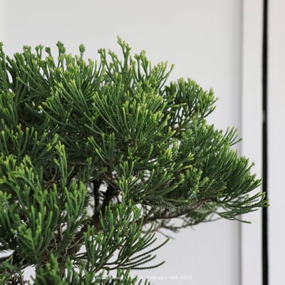 台灣真柏｜TTP7117