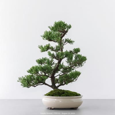 台灣真柏｜TTP7324