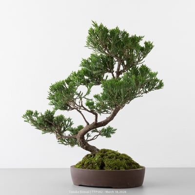 臺灣真柏｜TTP5826