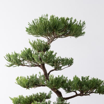 台灣真柏｜TTP5748