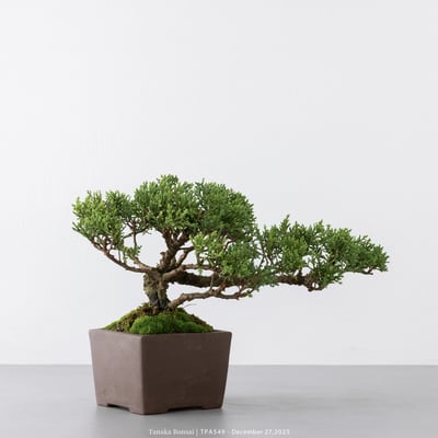 紀州真柏｜TPA5494