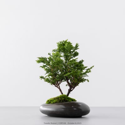 日本青檜｜COP5386