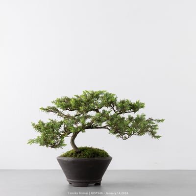 黃金杜松｜GDP5464