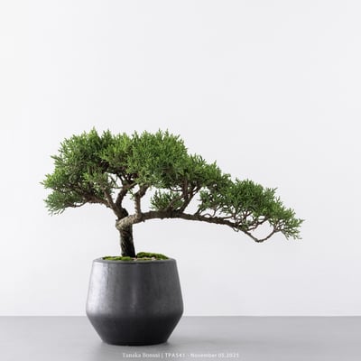 紀州真柏｜TPA5417