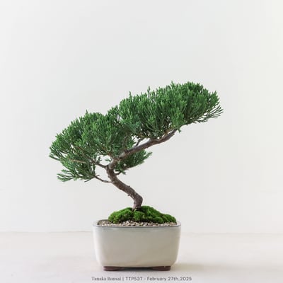 台灣真柏｜TTP5374