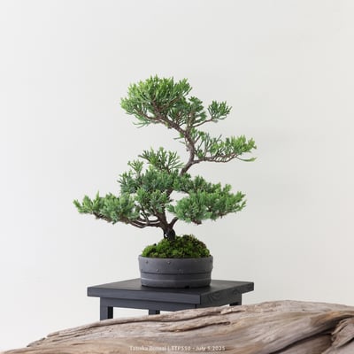 台灣真柏｜TTP5504