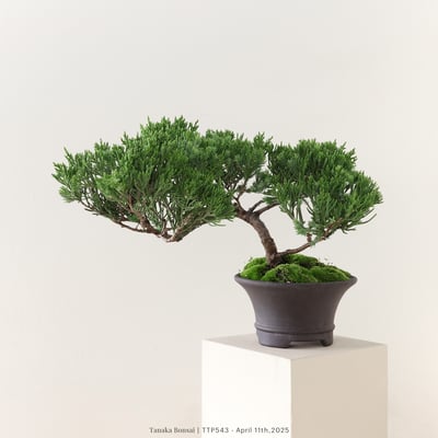 台灣真柏｜TTP5434