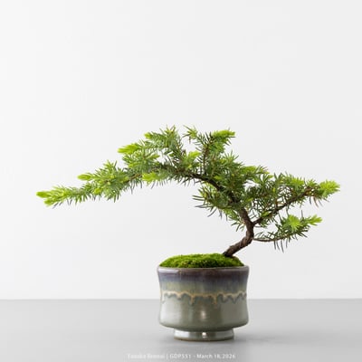 黃金杜松｜GDP5515