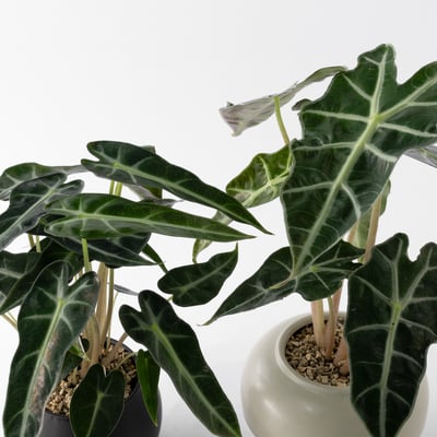 觀葉盆栽客製｜Custom Foliage Plants5