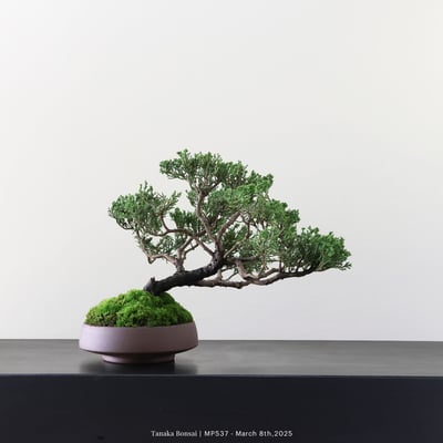 宮坂系魚川真柏｜MP5373