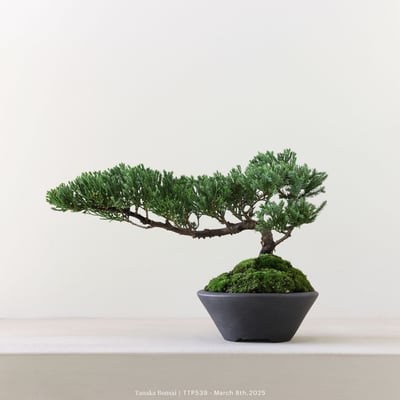 台灣真柏｜TTP5391