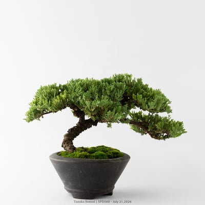 珍珠柏｜SPD5605