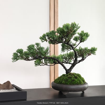 台灣真柏｜TTP7266