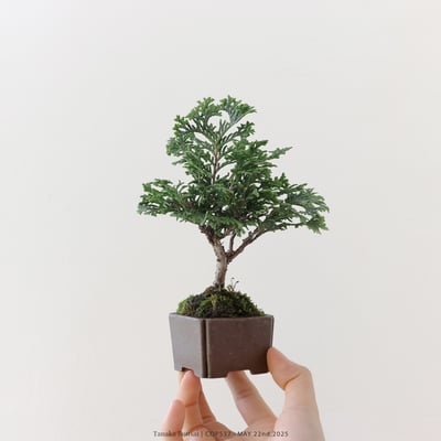 日本青檜｜COP5373