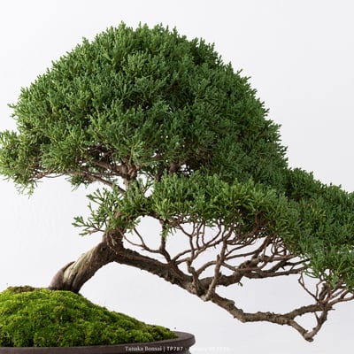 紀州真柏｜TP7873