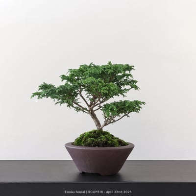 姬檜木｜SCOP5181