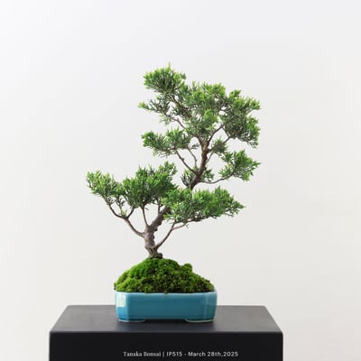 系魚川真柏｜IP5156