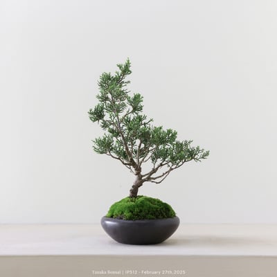 系魚川真柏｜IP5123