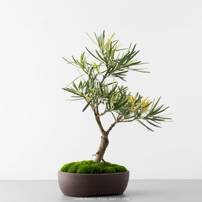 日本斑葉羅漢松｜FP5354