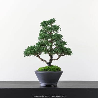 紀州真柏｜TPA5274