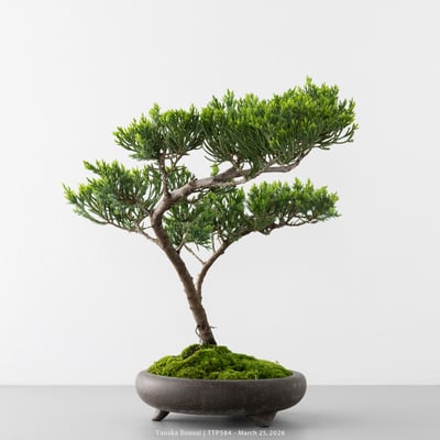 臺灣真柏｜TTP5845