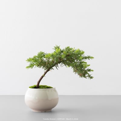 黃金杜松｜GDP5497