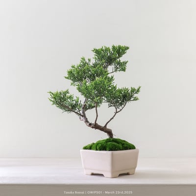 【官網限定】系魚川真柏｜OWIP5012