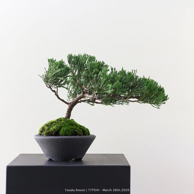 台灣真柏｜TTP5415